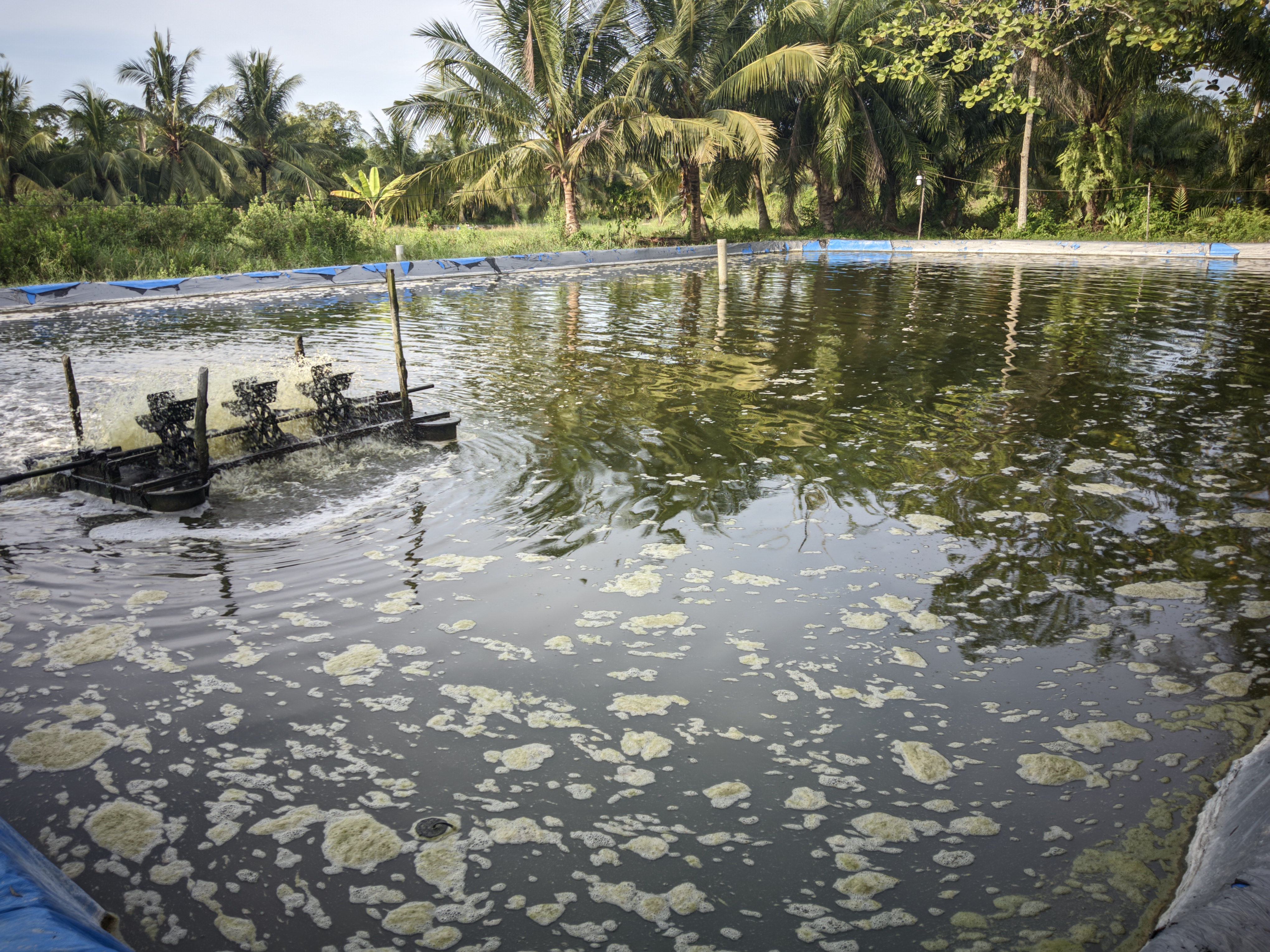 Kolam Tambak 2